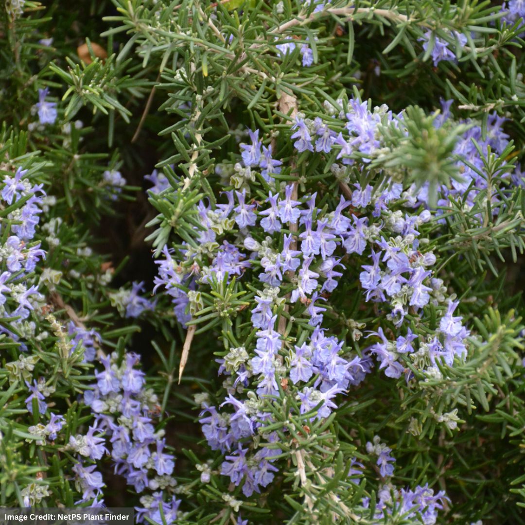 Rosemary – Prostratus – #1 Container
